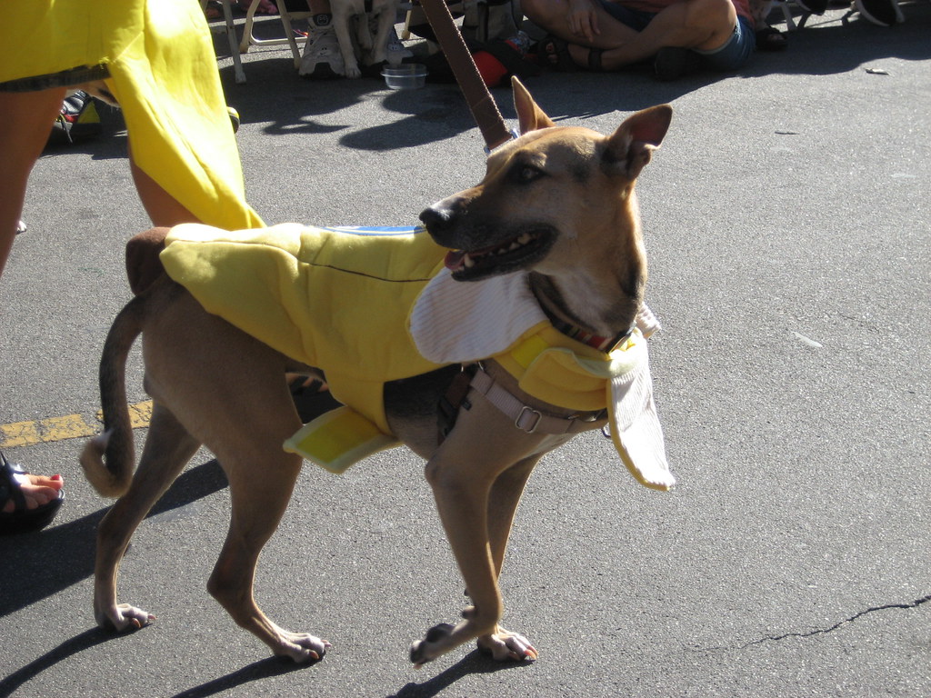 Long Beach Halloween Dog Parade 2012 Spencerette Flickr