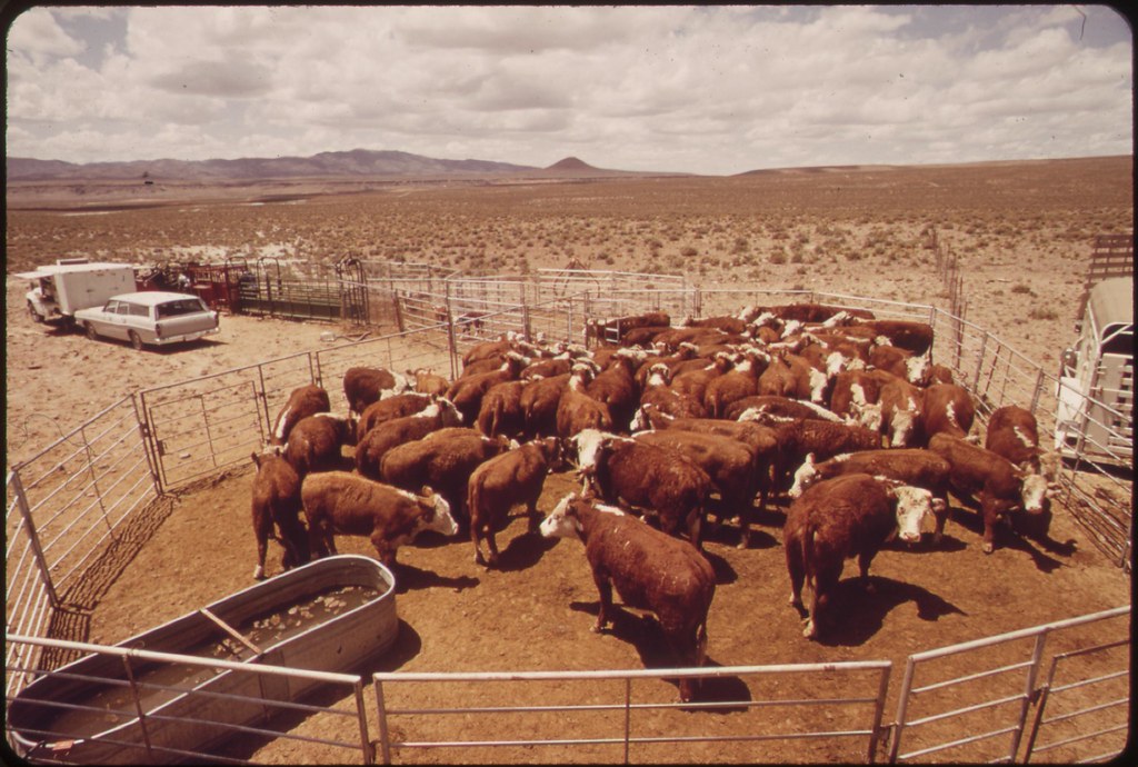Annual spring roundup of cattle raised on experimental far… Flickr