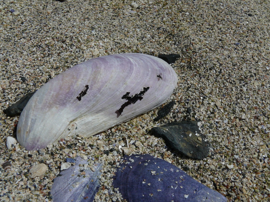 Horse Mussel justinluv Flickr