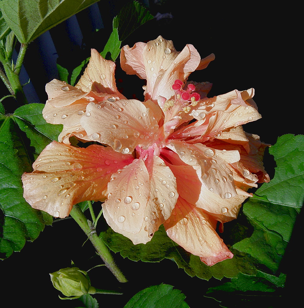 Hibisco de color salmon / Salmoncolored hibiscus OLYMPUS … Flickr