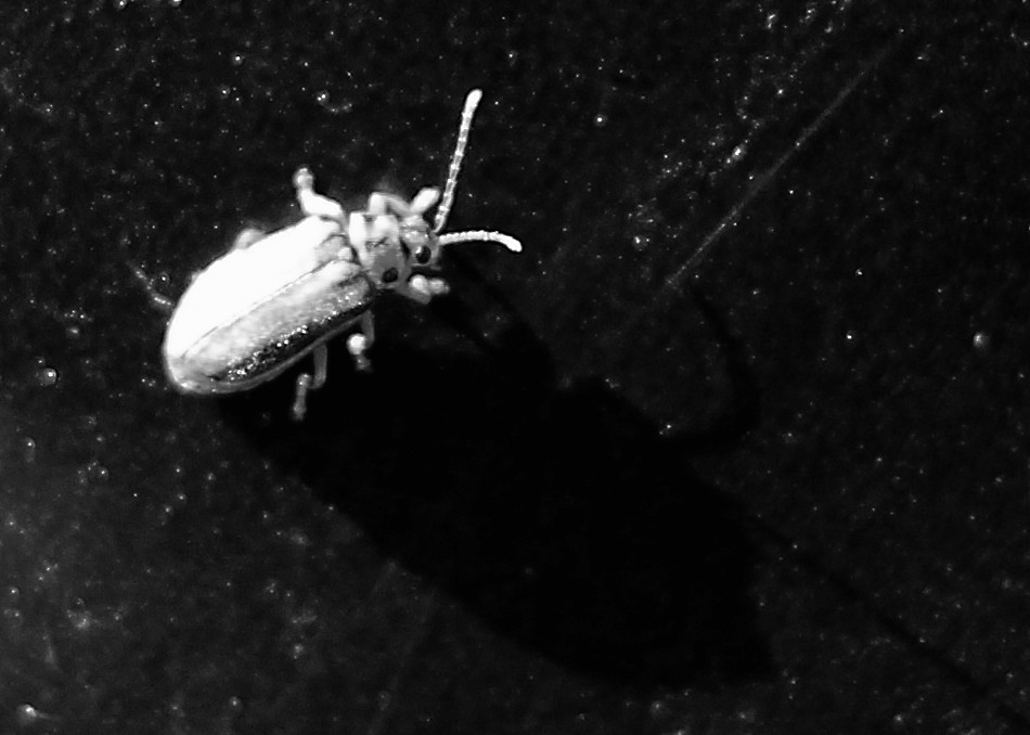 Car Bug August 06th, 2012 A bug on my car..taken in the Ki… Flickr