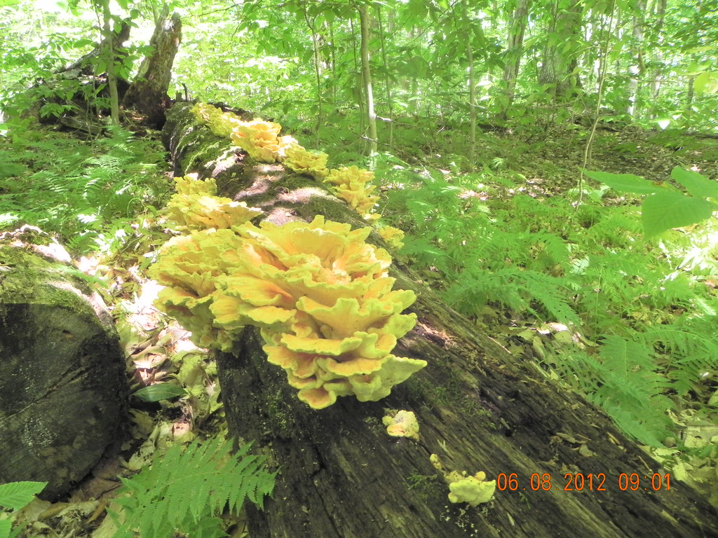These fungi were amazing on a fallen log in Ontario, near … Flickr