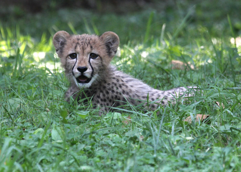 Smithsonian National Zoo Cheetah Cubs Thurs 2 Aug 2012 (34… Flickr