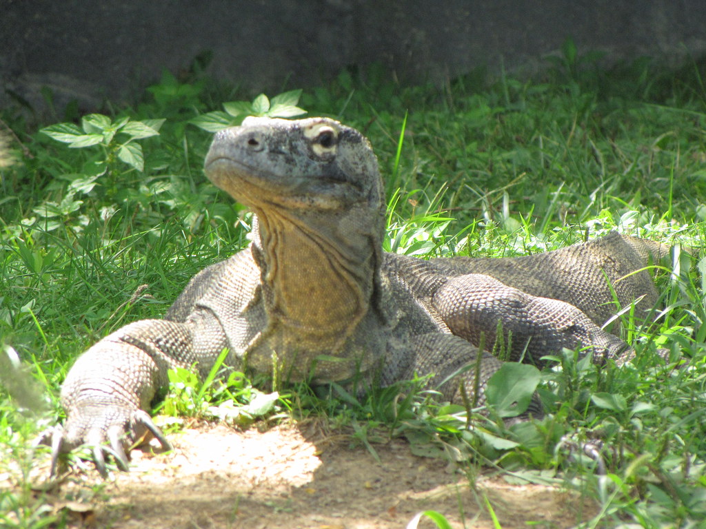 Columbus Zoo Company Picnic 81812 358 foodbyfax Flickr
