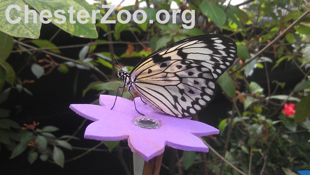 Butterfly Close up of butterfly sitting on a flower Chester Zoo