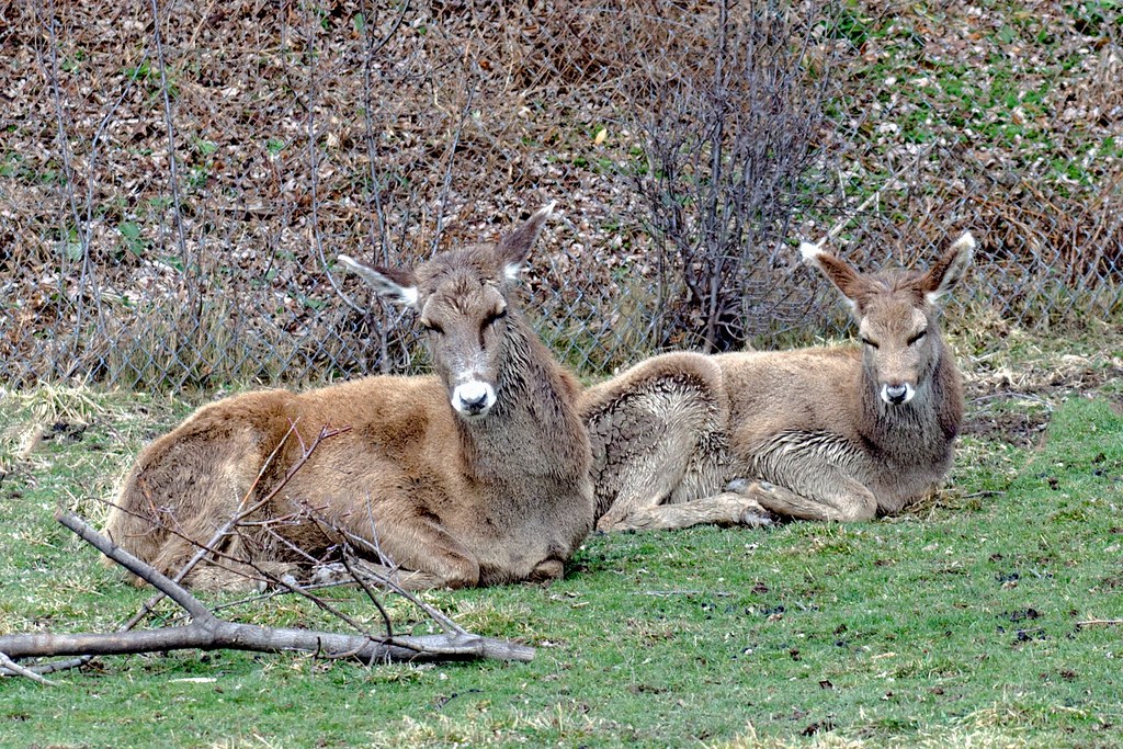 Thorold's whitelipped deer Taken at Rosamond Gifford Zoo Flickr