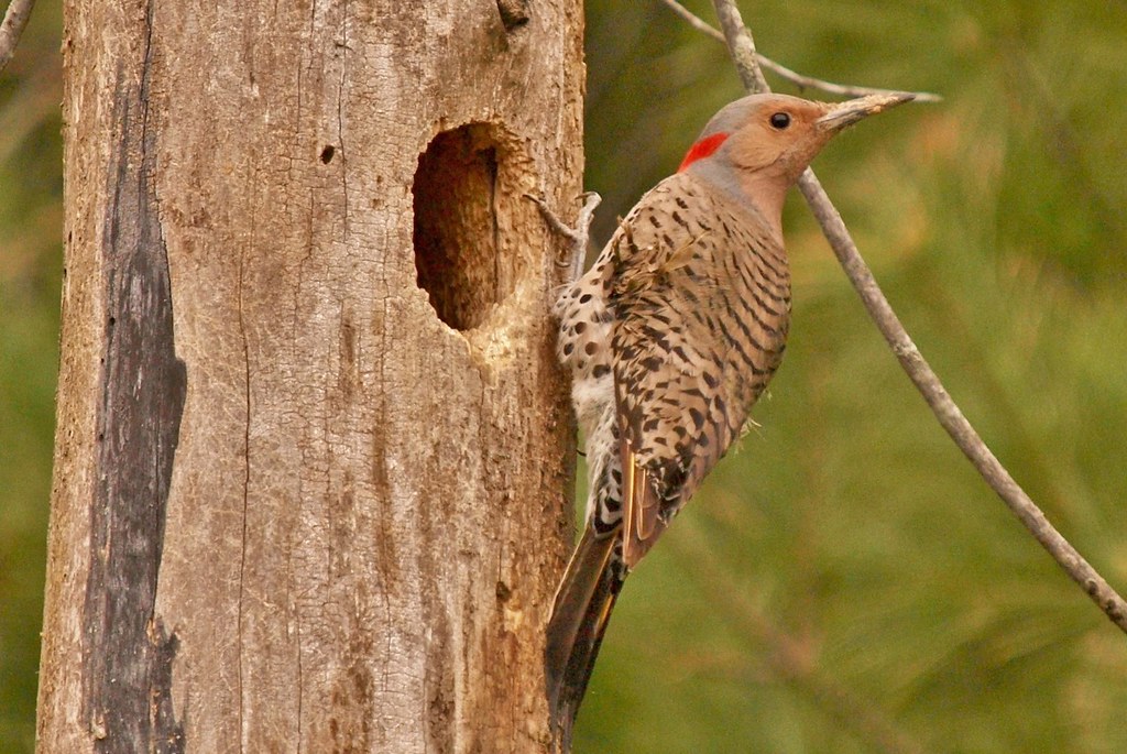 Woodpeckers Flickr