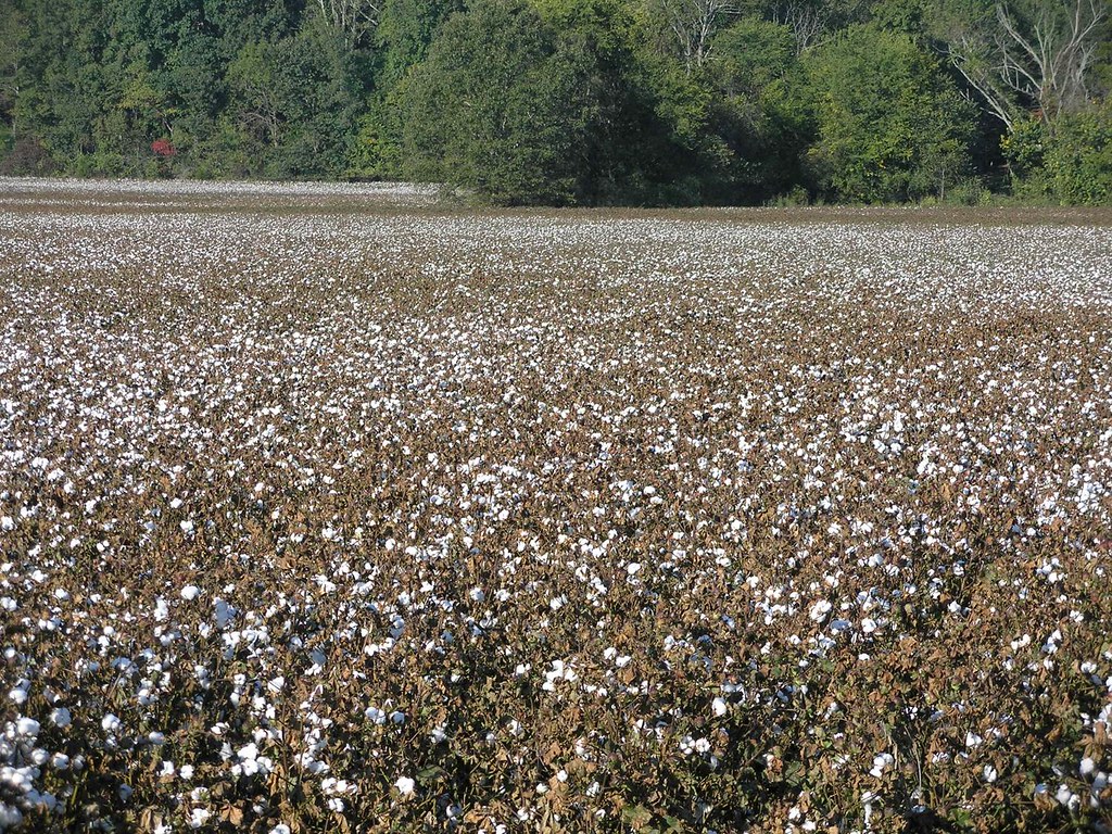 Cotton Fields near the Battlefield Parker's Crossroads Flickr