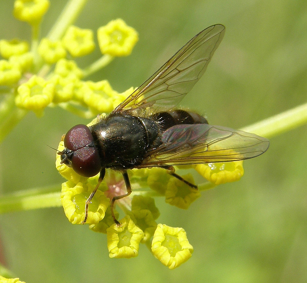 Cheilosia scutellata male West Thurrock Marsh, Essex 201… Flickr