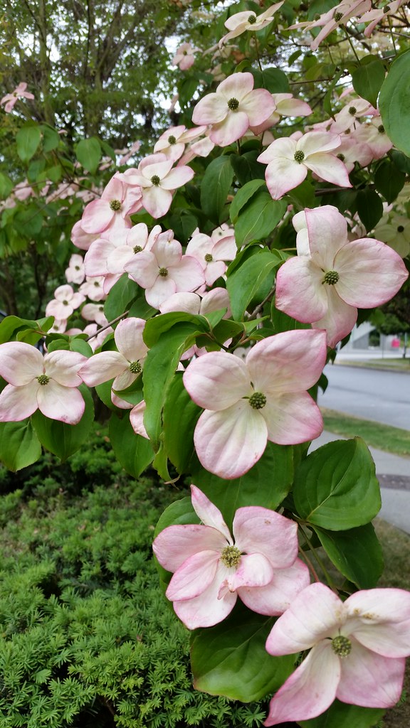 Pink dogwood 140/366 Burnaby, BC., Canada Cornus is a genu… Flickr