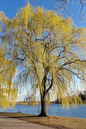 Willow | Weeping Willow tree beside Grenadier Pond, High Par… | Flickr