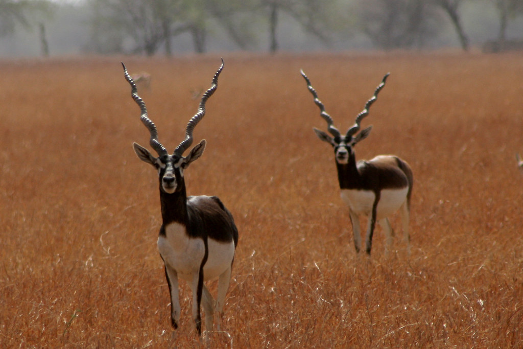 Blackbuck National Park, Velavadar,Gujarat,India Blackbuck… Flickr