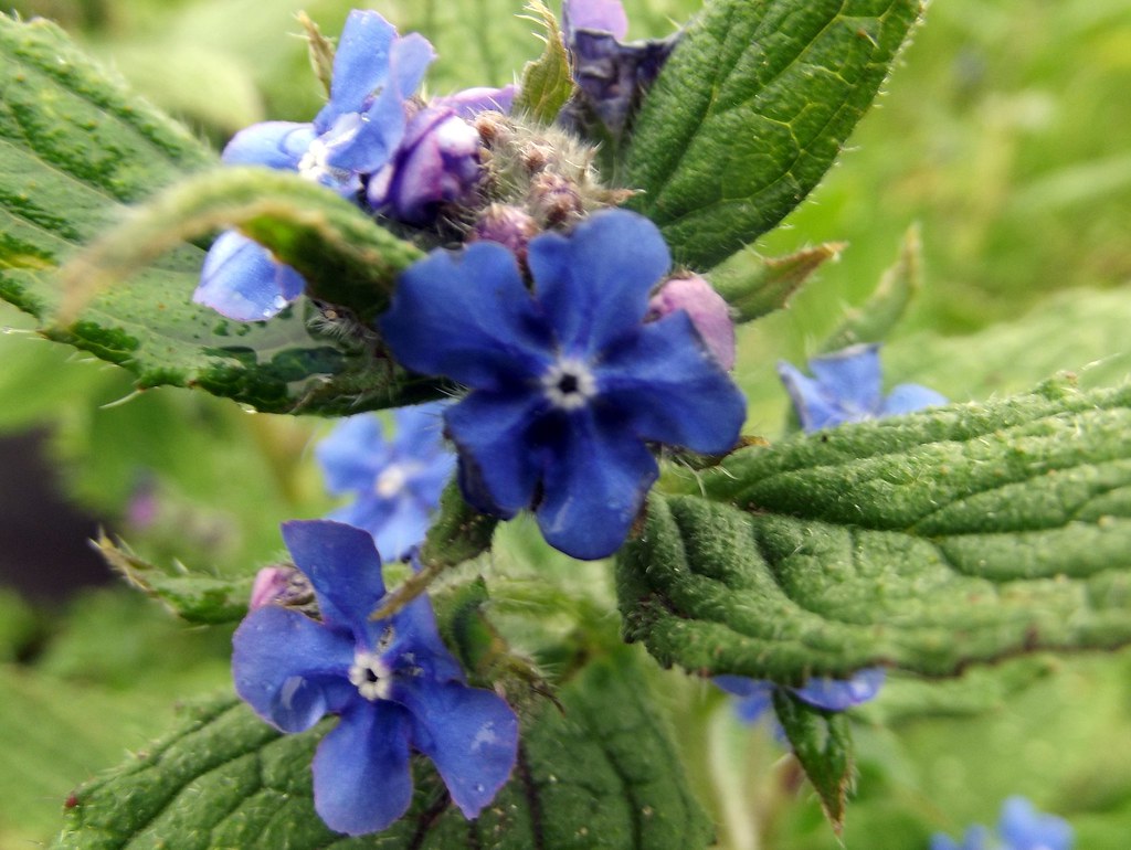 Green flower Aub Denman Flickr