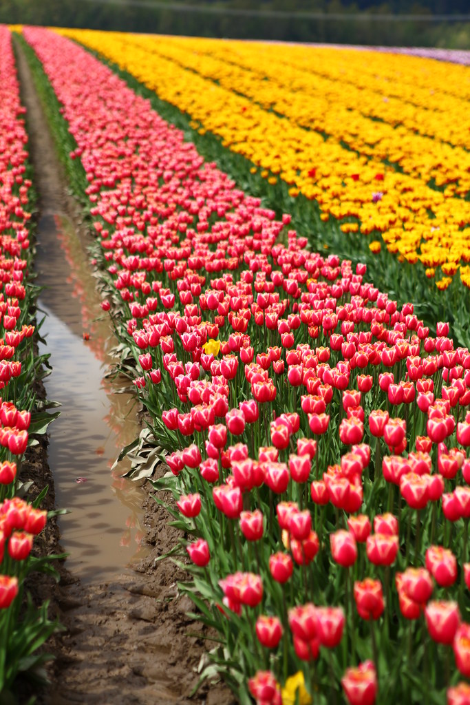2012 Tulip Festival Agassiz, BC, Canada Tulips of the Va… Flickr
