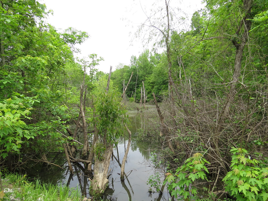 Cypress Creek NWR Allen Gathman Flickr