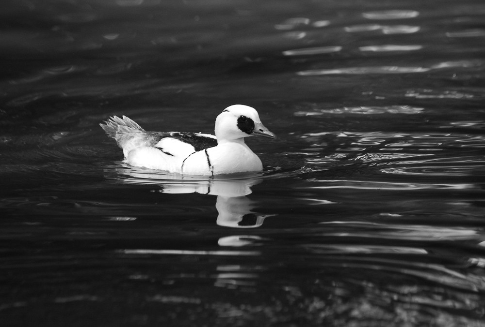 its a ducks life Peggy Williams Flickr