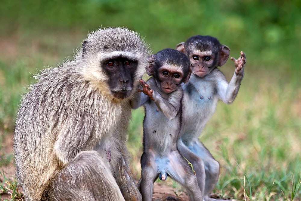 Baby Vervet Monkeys Kruger National Park, South Africa Flickr