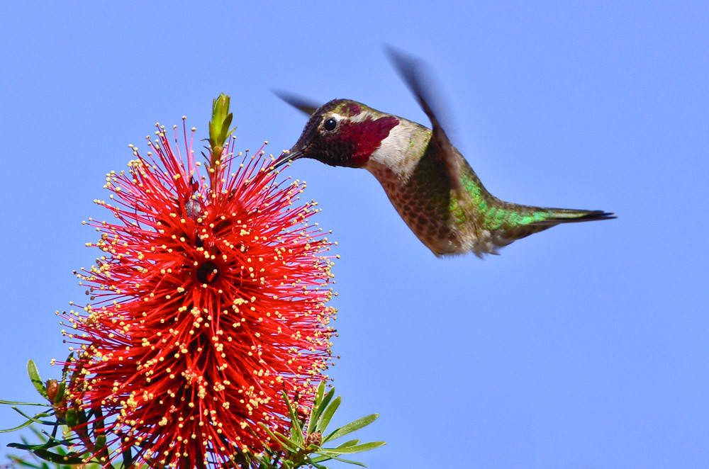 Another hummingbird The bottlebrush tree was hummin with h… Ronnie
