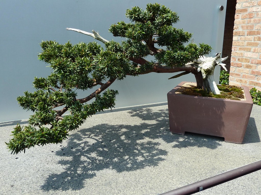 Chicago Botanic Garden Bonsai Tree With Shadow View On Bl Mary Warren Flickr