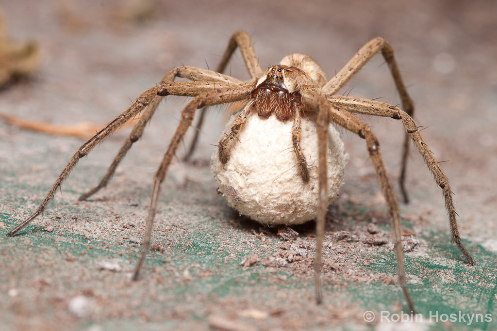 P. mirabilis eggsac One of my favorite spiders in the UK,… Flickr