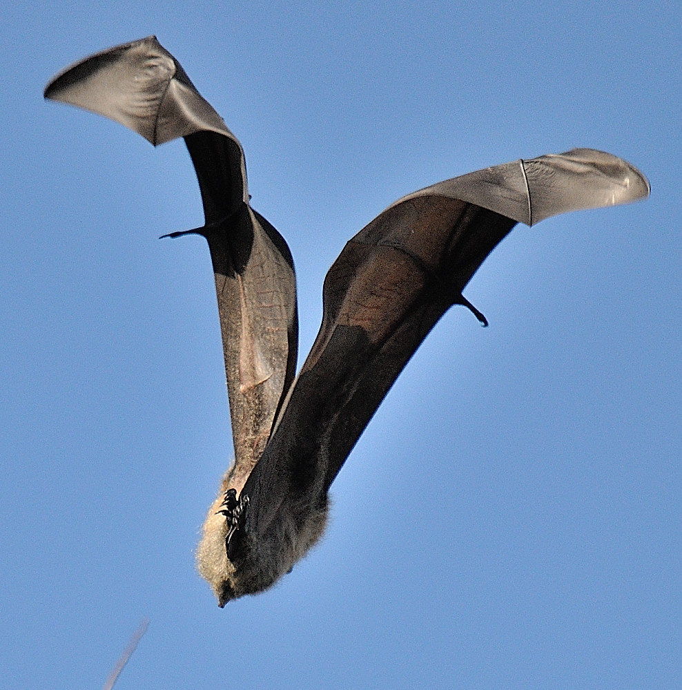 Bats for Dummies How to do a 2 sec Uturn. DSC_026117 Flickr