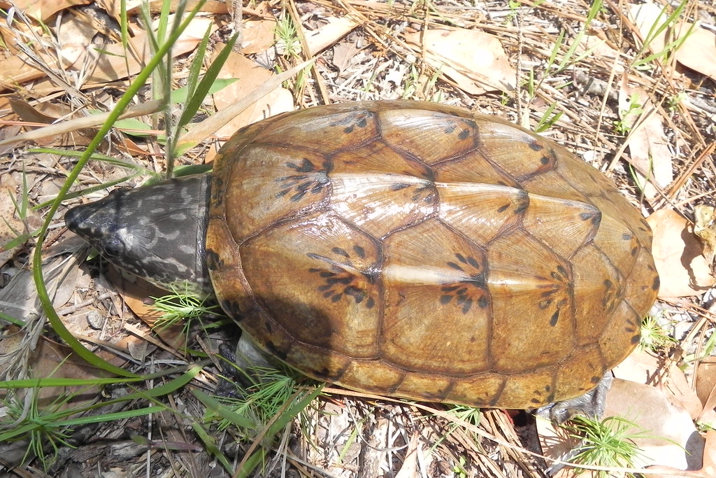 Mexican Giant Musk Turtles ubicaciondepersonas.cdmx.gob.mx