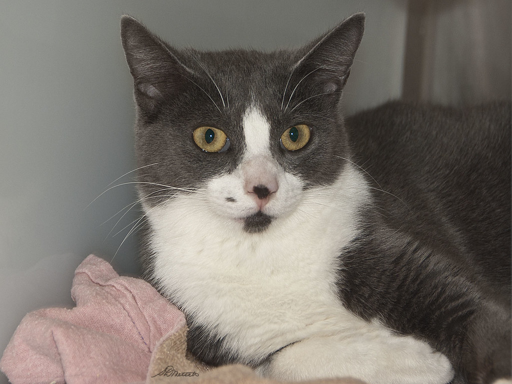 Liberty 333132 Animal Shelter Assistance Program Flickr