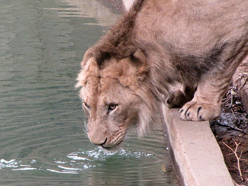 Baruti, The Water Lion of the National Zoo Carol CAP Flickr