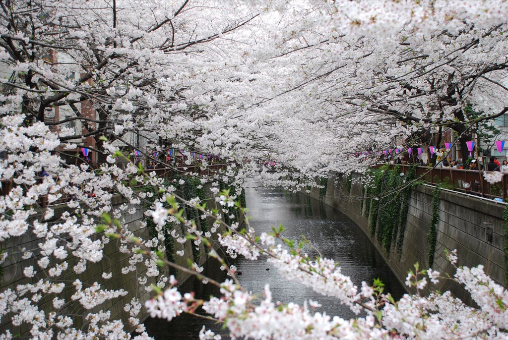 12+ Foto Pemandangan Pohon Sakura Foto Pemandangan HD