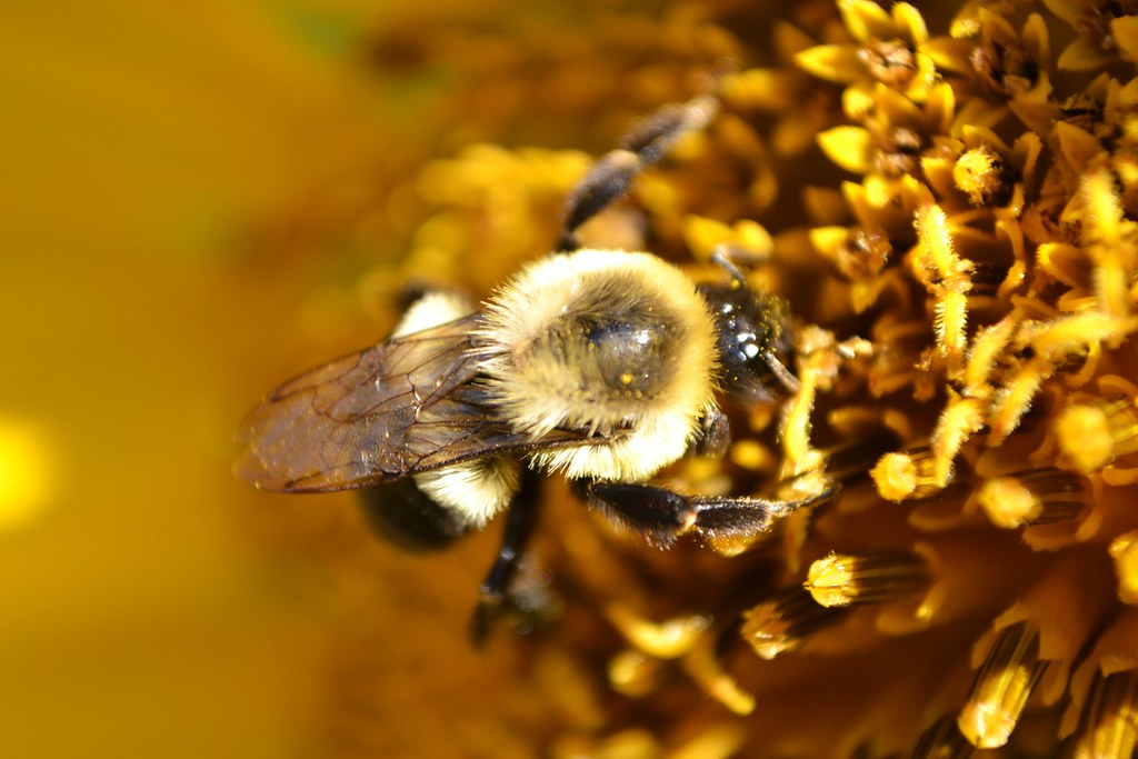Morning Bumble The July sun was still low in the east when… Flickr