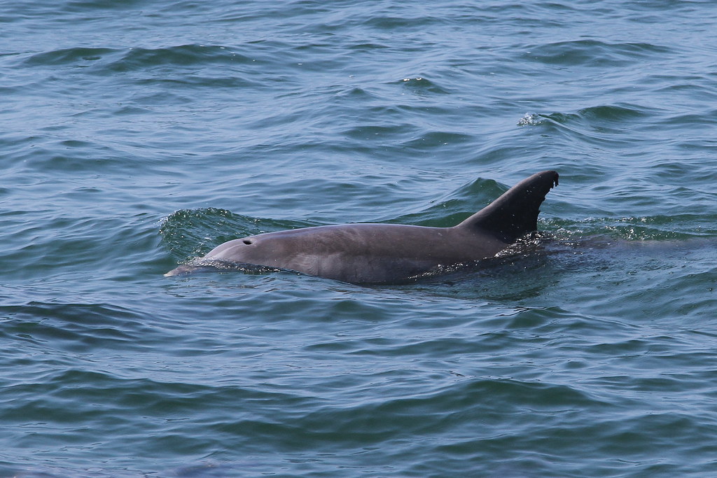 Dolphin Watching Starlight Fleet Dolphin Watching