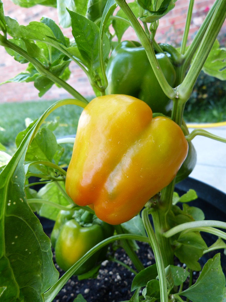 California Wonder Orange Bell Pepper gazelle4310 Flickr