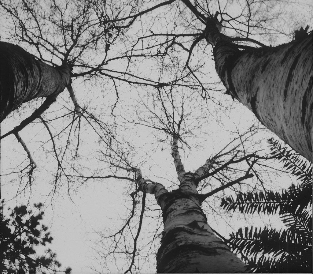 Paint Can Pinhole Birches Home made pinhole camera from … Flickr