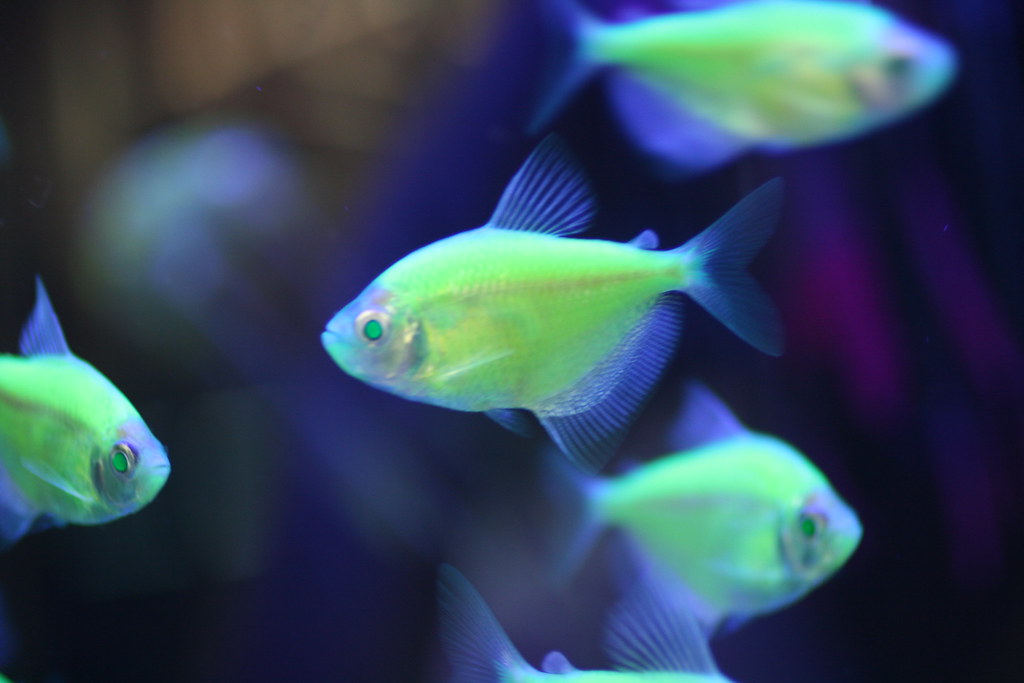 Blacklight Fish Tom Martin Flickr