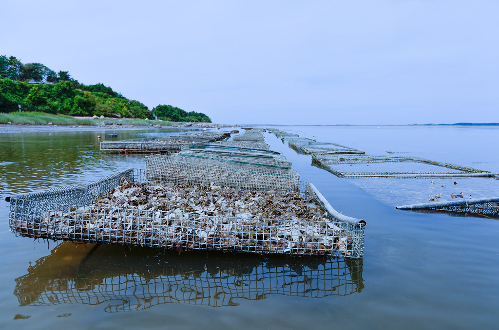 Oyster Beds, Barnstable Harbor, Scudder Lane, Barnstable, … Flickr