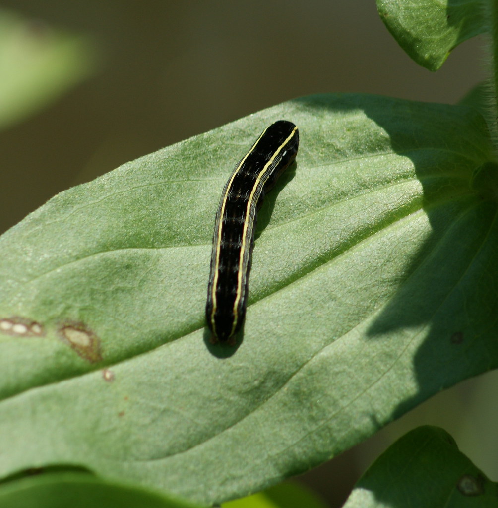 Yellowstriped Armyworm Moth Caterpillar (Spodoptera ornit… Flickr