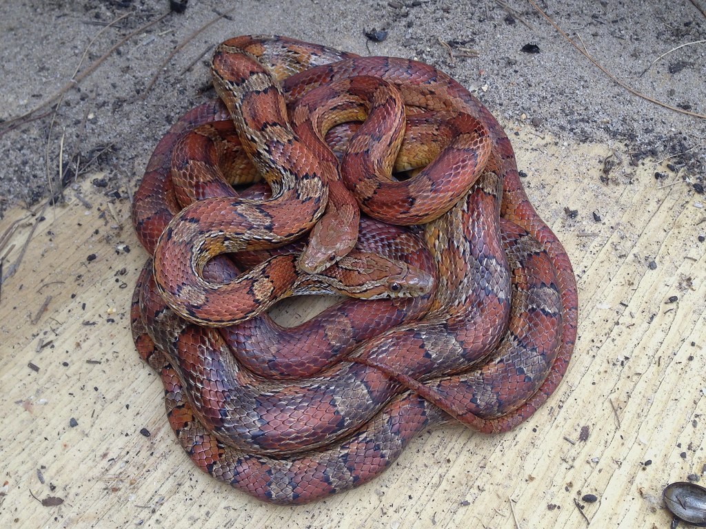 Pantherophis guttatus Corn Snakes (aka Red Rat Snakes