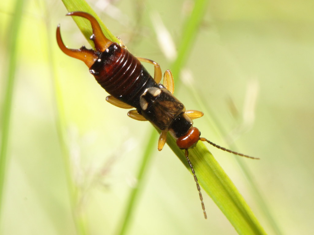Forficula auricularia "Gemeiner Ohrwurm" Germany, NHess… Flickr