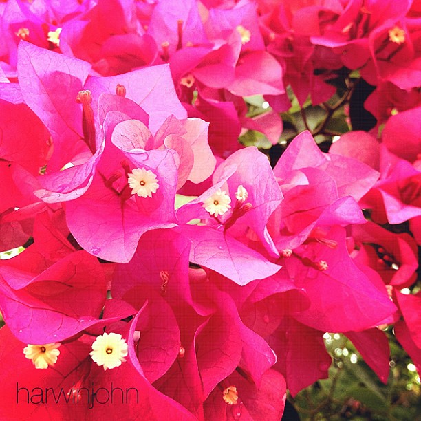 Bugambilia flower red Harwin John Pajares Flickr