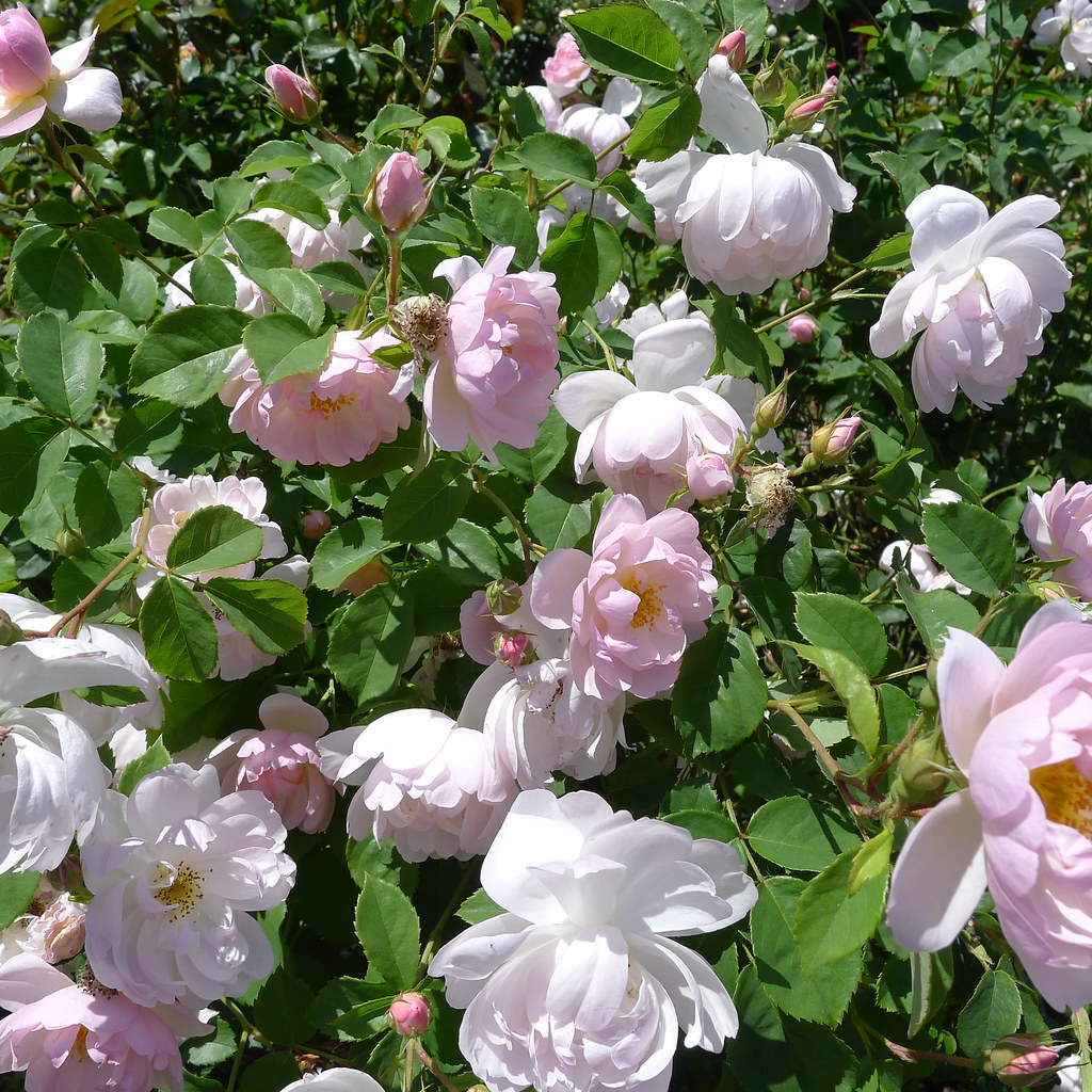 rose city Shannon Phillips Flickr