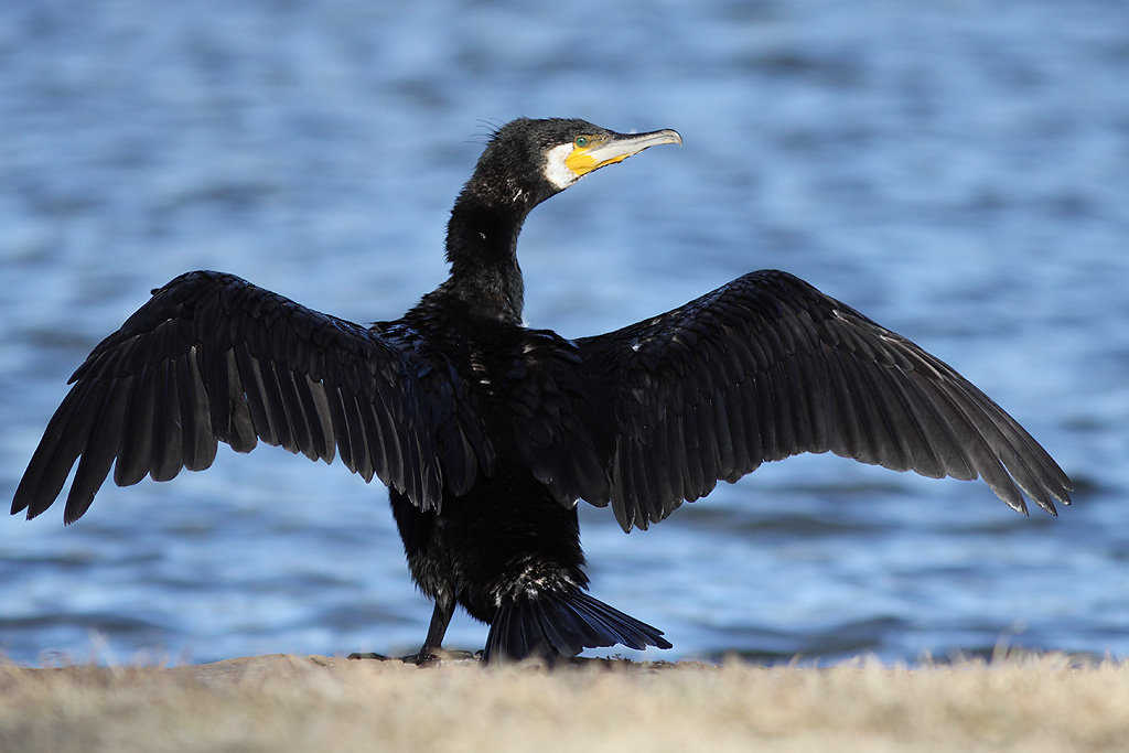 Great Cormorant A Great Cormorant drying its wings. Leo Flickr