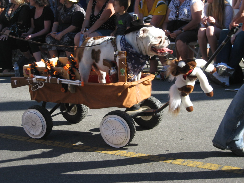 Long Beach Halloween Dog Parade 2012 Spencerette Flickr