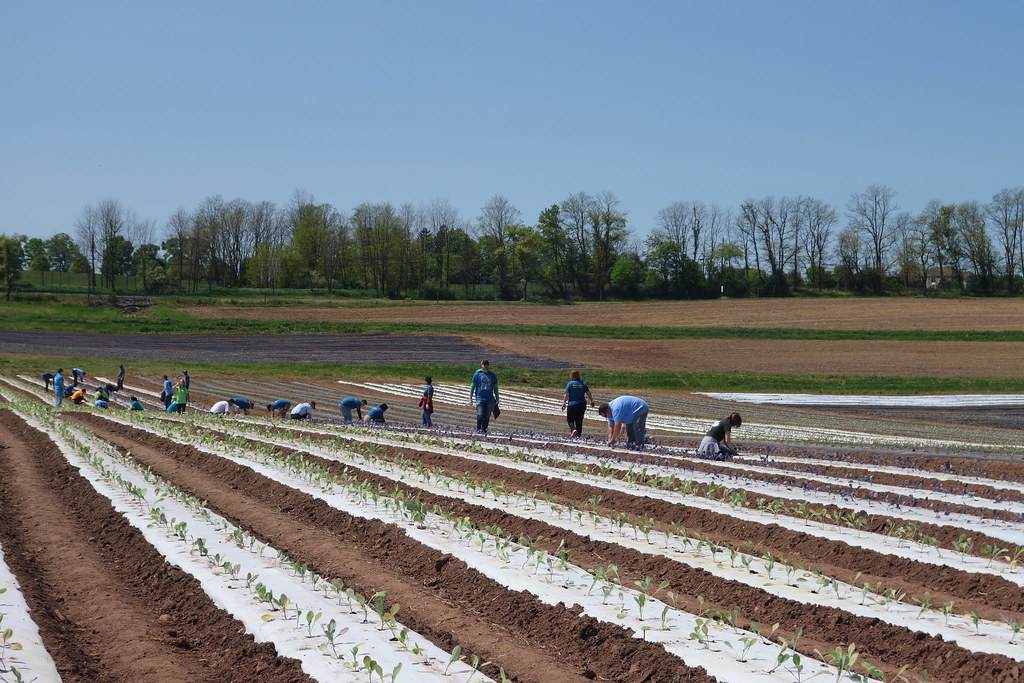 New Jersey Farming with America's GrowARow Bloomberg Service Flickr