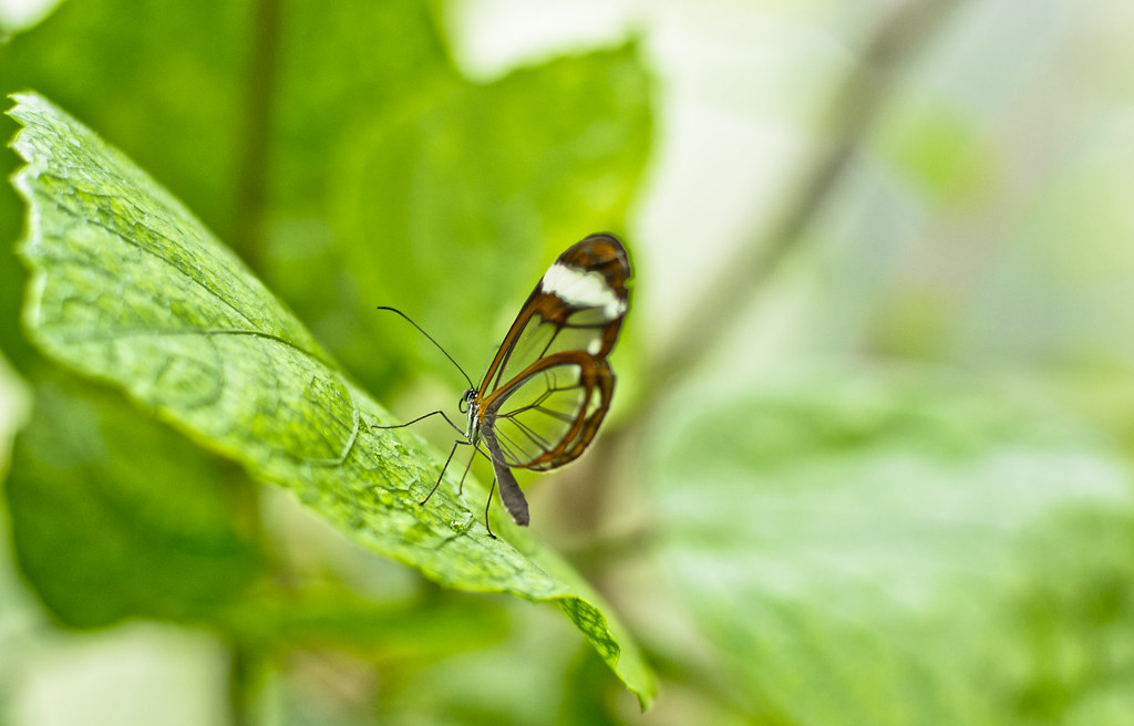 Butterfly House Chester Zoo NIkon D3100 50mm Lens. flickrT… Flickr
