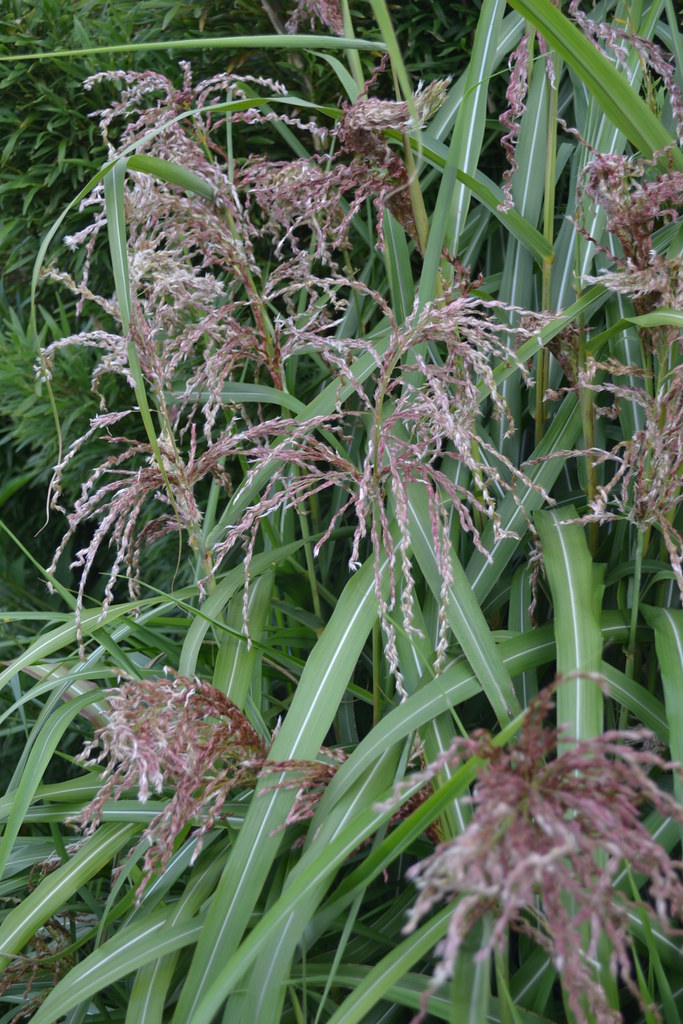 Miscanthus sinensis 'Zwerg Elephant' Avondale Nursery Flickr