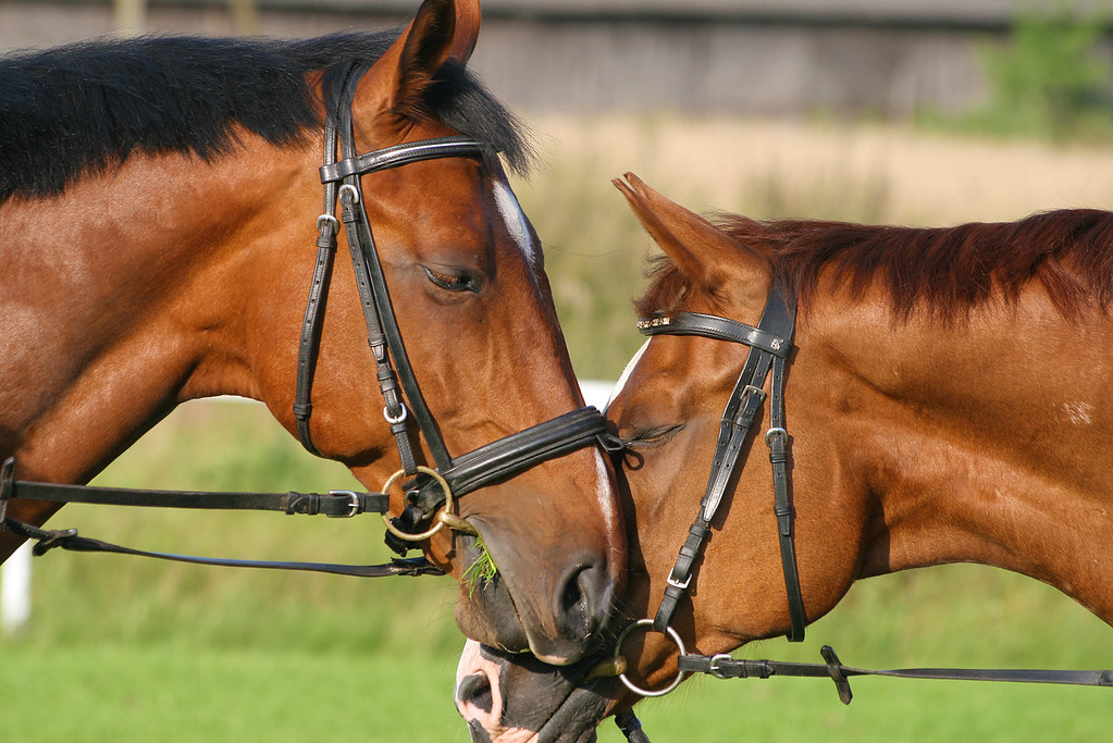 Horses rubbing noses Imants Flickr