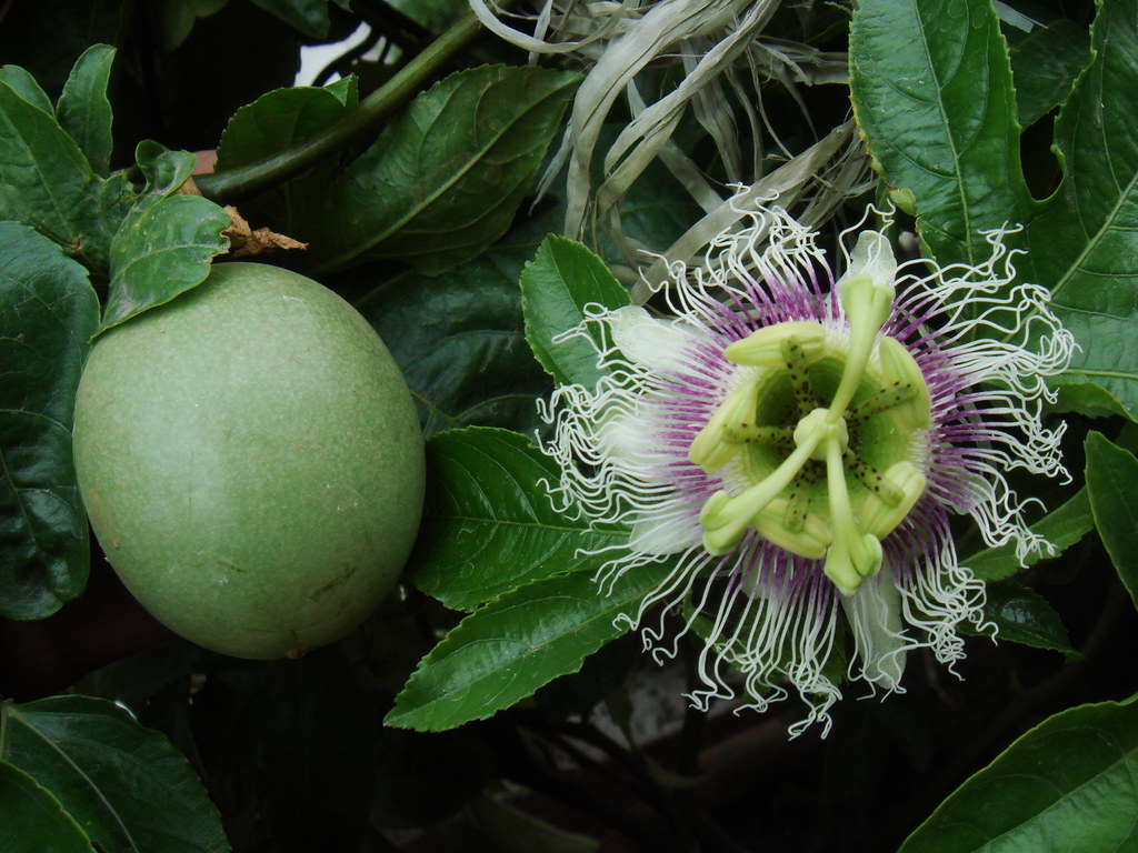 Passiflora edulis Passion Fruit/ Edible Passion Flower/ … Flickr