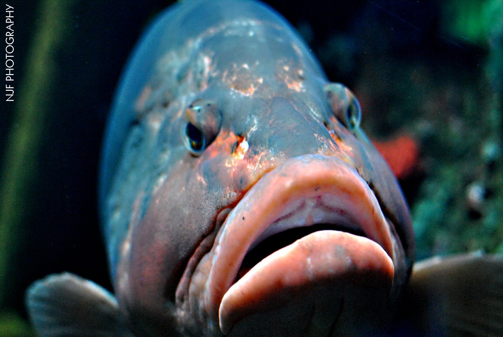 Big mouth fish Nick Fitton Flickr
