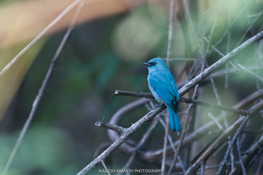 Verditer Flycatcher Read the blog on birding around Saatta… Flickr