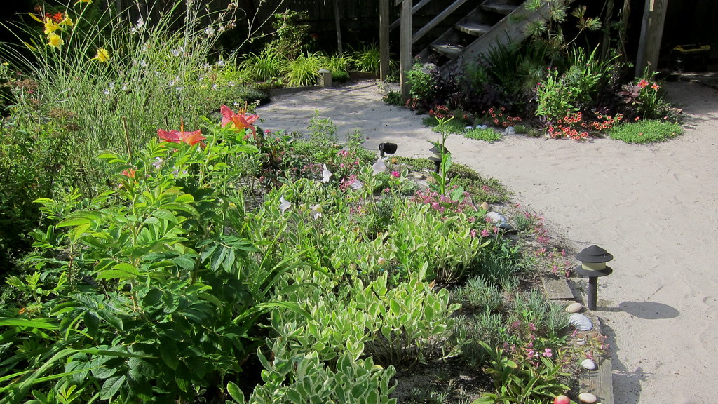 Hemerocallis 'Vera Biaglow', 'Statuesque' and 'Grape Magic… Flickr